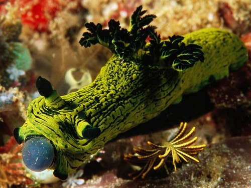 1019774/x_103712_nudibranch-tunicate-laman_18427_600x4501.jpg
